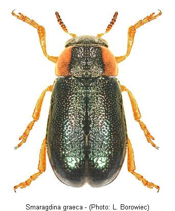SMARAGDINA GRAECA
