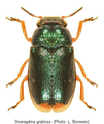 SMARAGDINA GRATIOSA