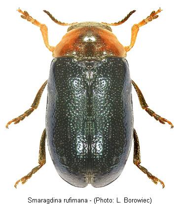 SMARAGDINA RUFIMANA