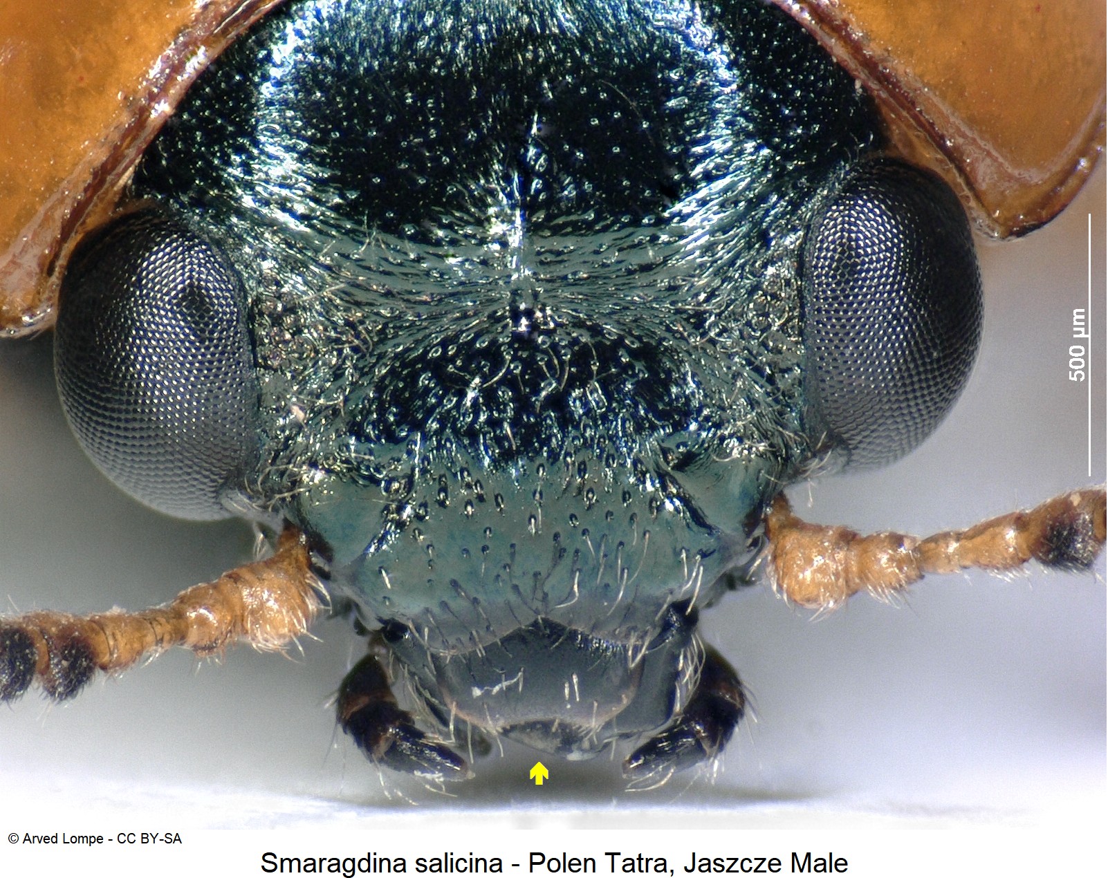 SMARAGDINA SALICINA