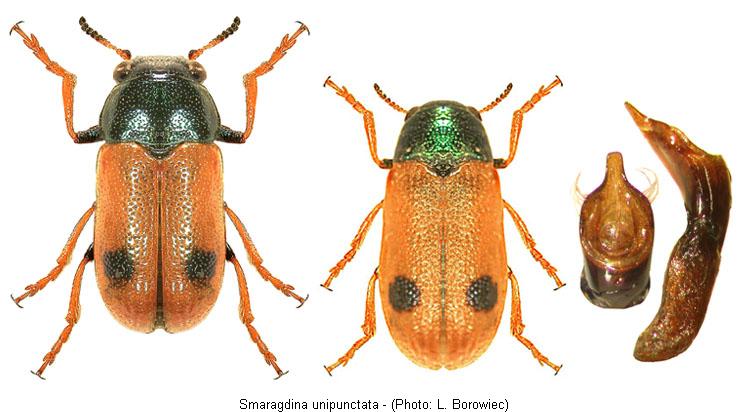 SMARAGDINA UNIPUNCTATA