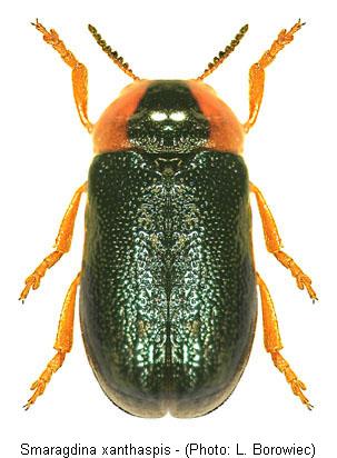 SMARAGDINA XANTHASPIS