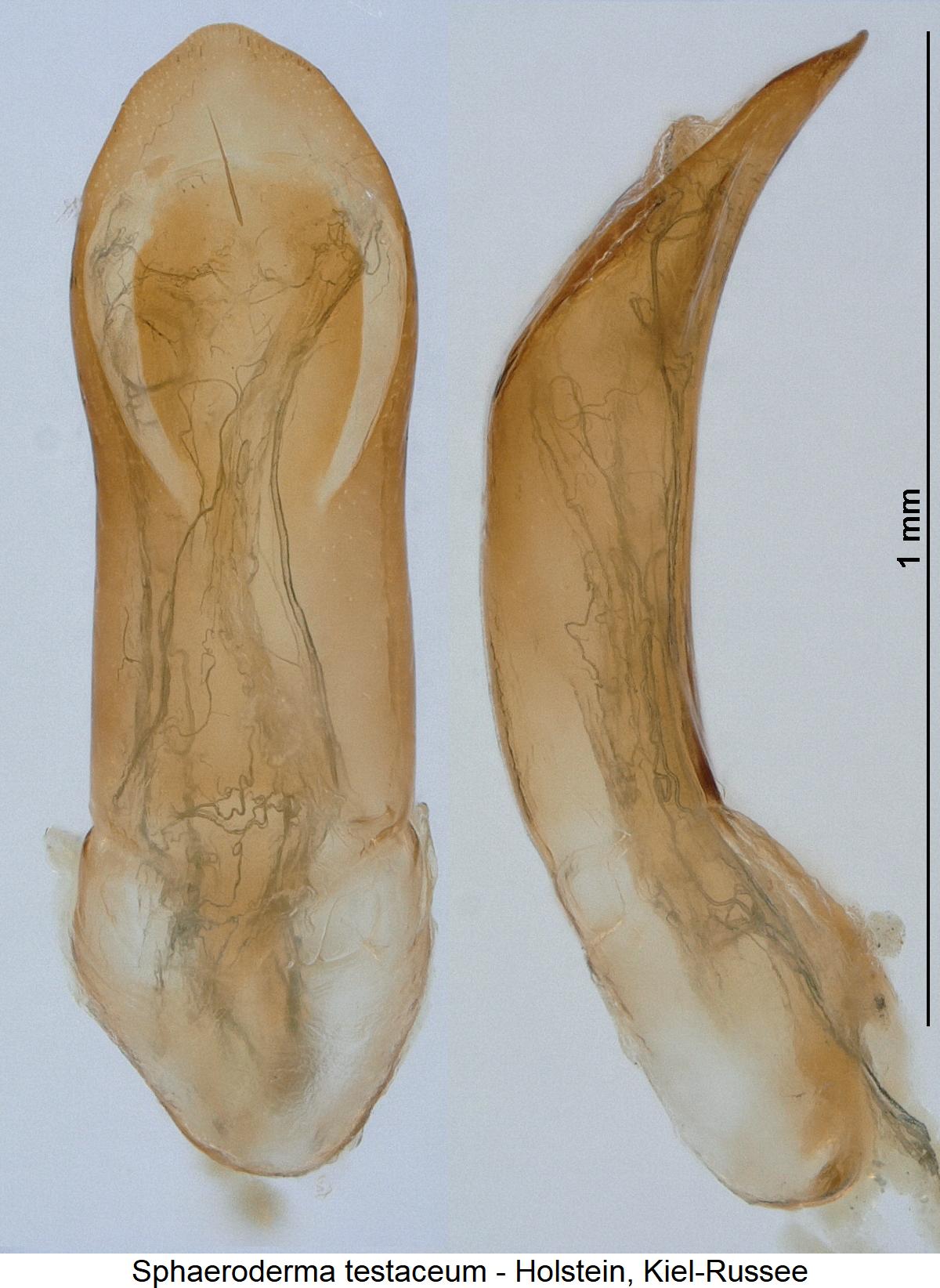 SPHAERODERMA TESTACEUM2