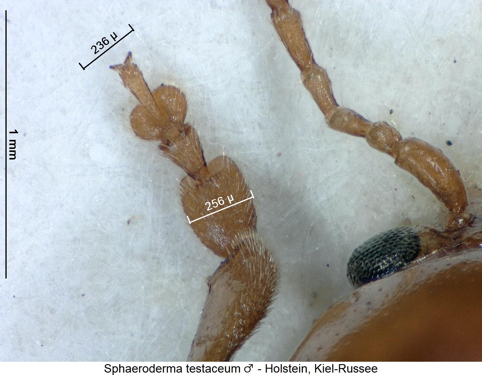 SPHAERODERMA TESTACEUM