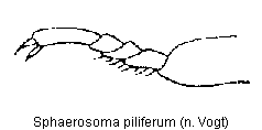 SPHAEROSOMA PILIFERUM