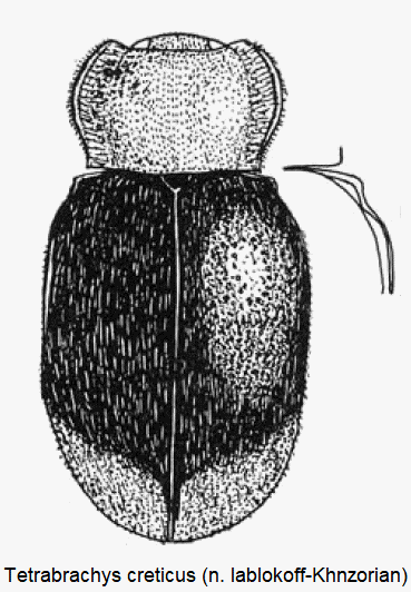 TETRABRACHYS CRETICUS