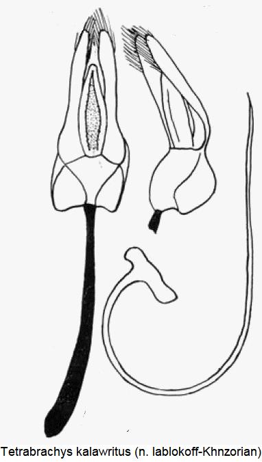 TETRABRACHYS KALAWRITUS.JPG