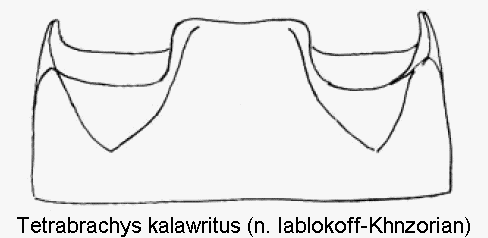 TETRABRACHYS KALAWRITUS