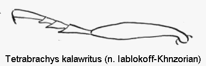 TETRABRACHYS KALAWRITUS