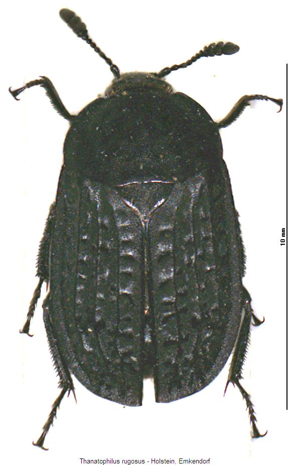 THANATOPHILUS RUGOSUS