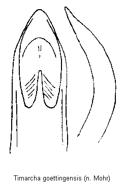 TIMARCHA GOETTINGENSIS