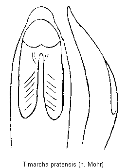 TIMARCHA PRATENSIS