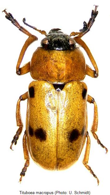 TITUBOEA MACROPUS