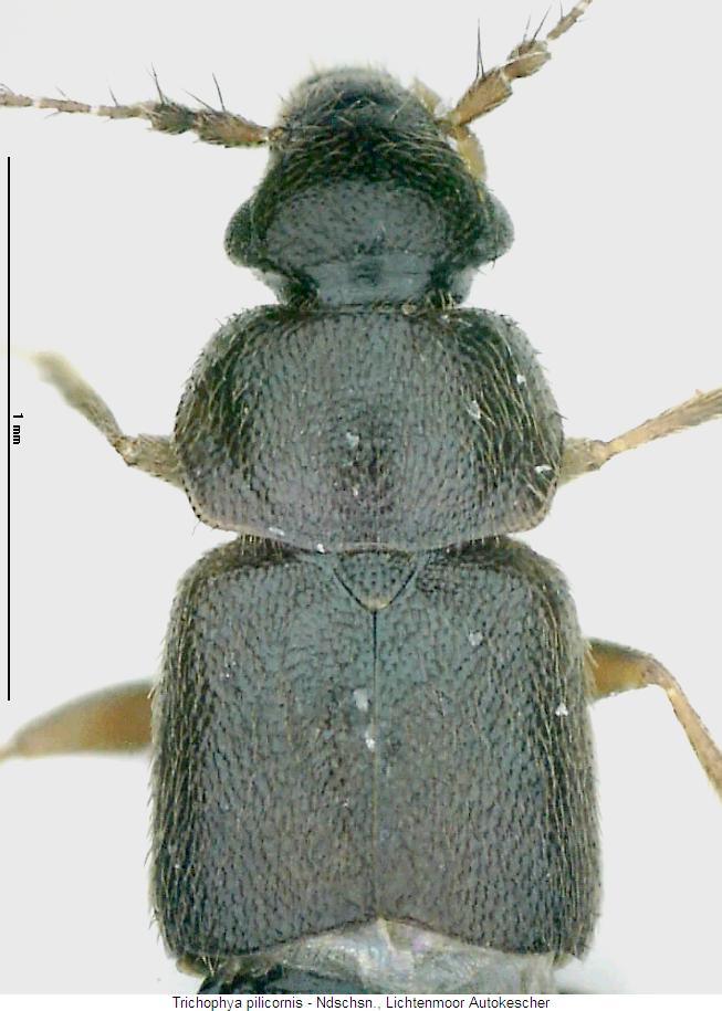 TRICHOPHYA PILICORNIS