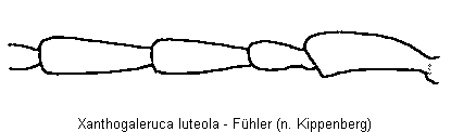 XANTHOGALERUCA LUTEOLA