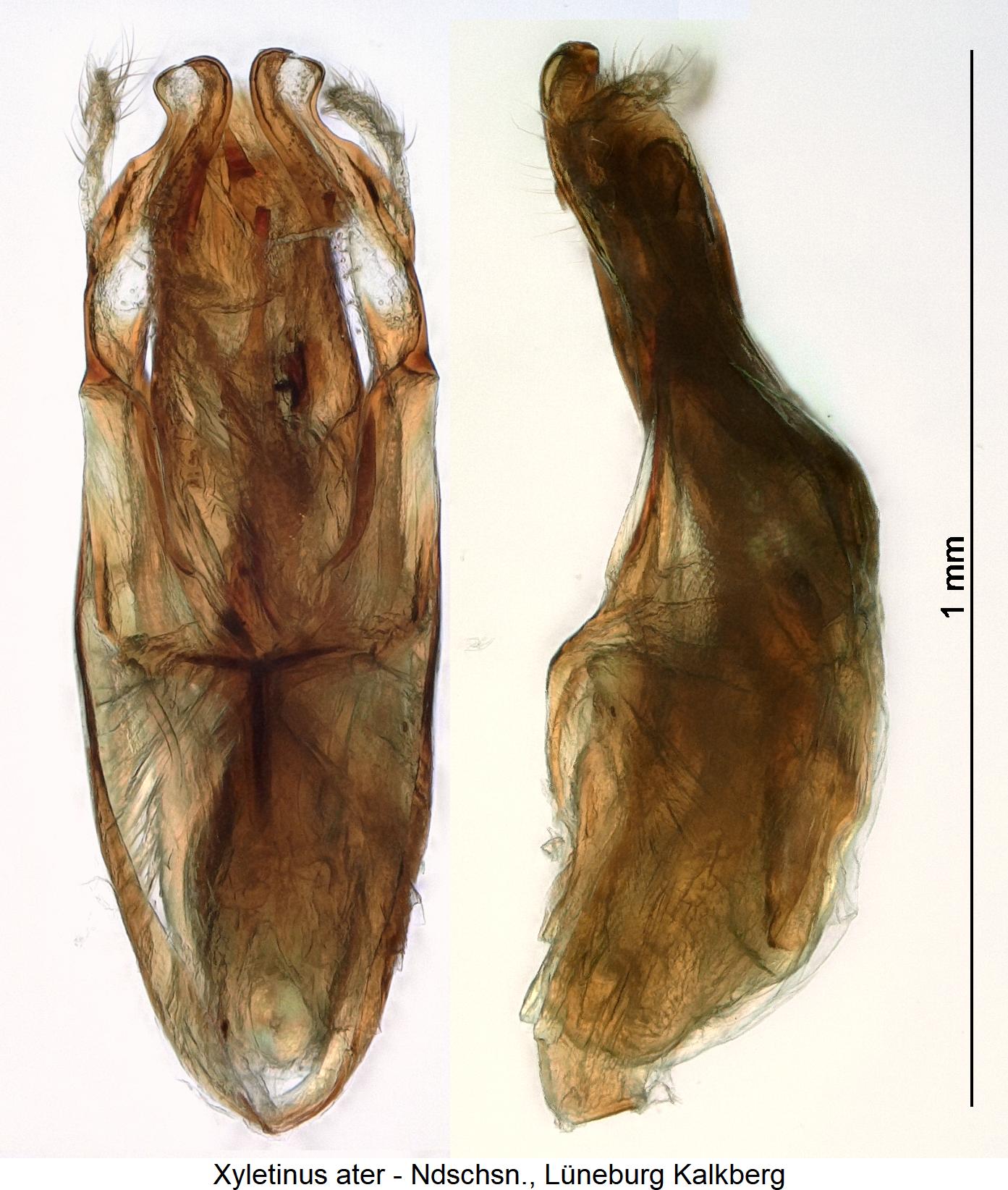 XYLETINUS ATER