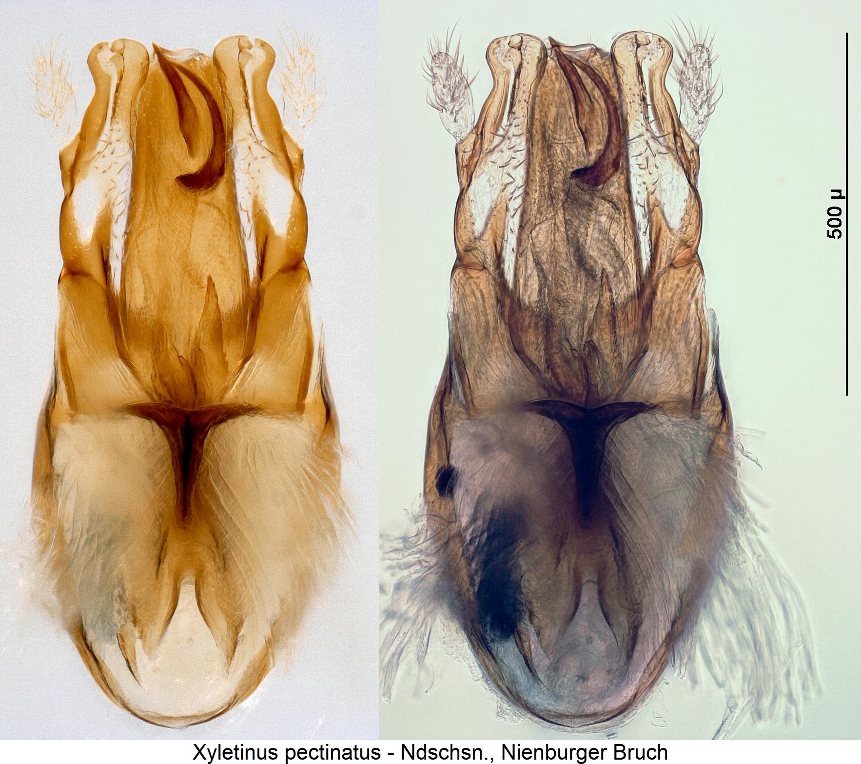 XYLETINUS PECTINATUS1