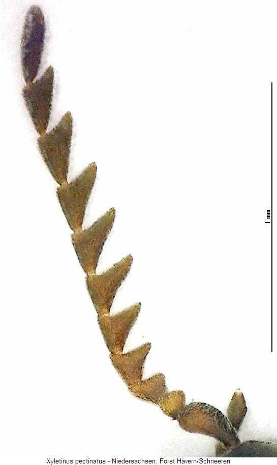 XYLETINUS PECTINATUS
