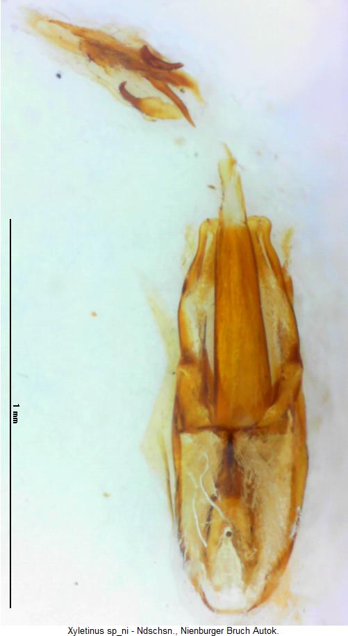 XYLETINUS SP