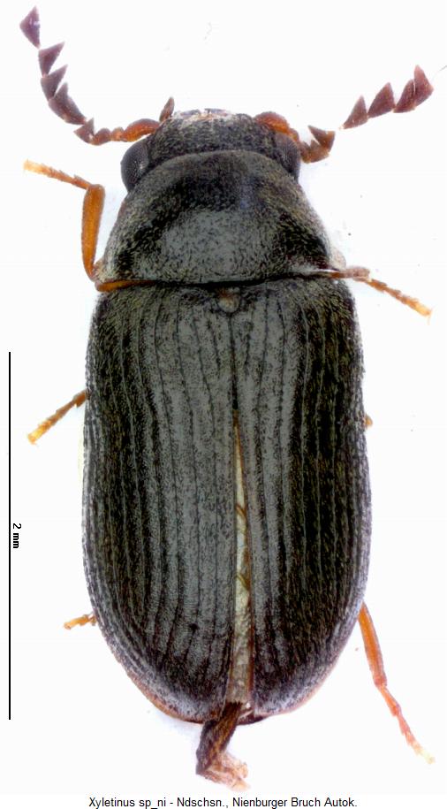 XYLETINUS SP