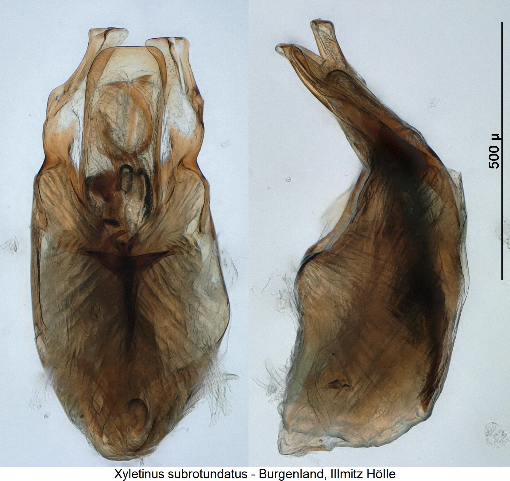 XYLETINUS SUBROTUNDATUS1