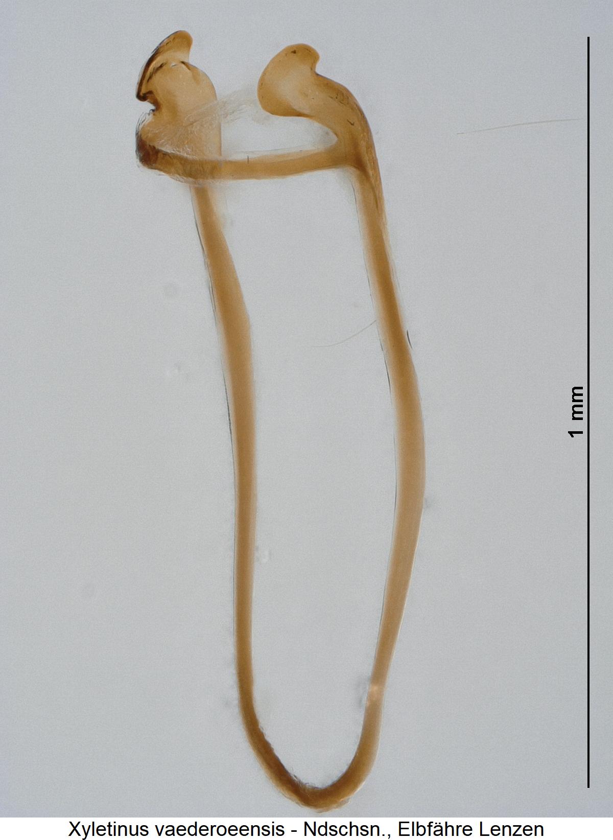 XYLETINUS VAEDEROEENSIS