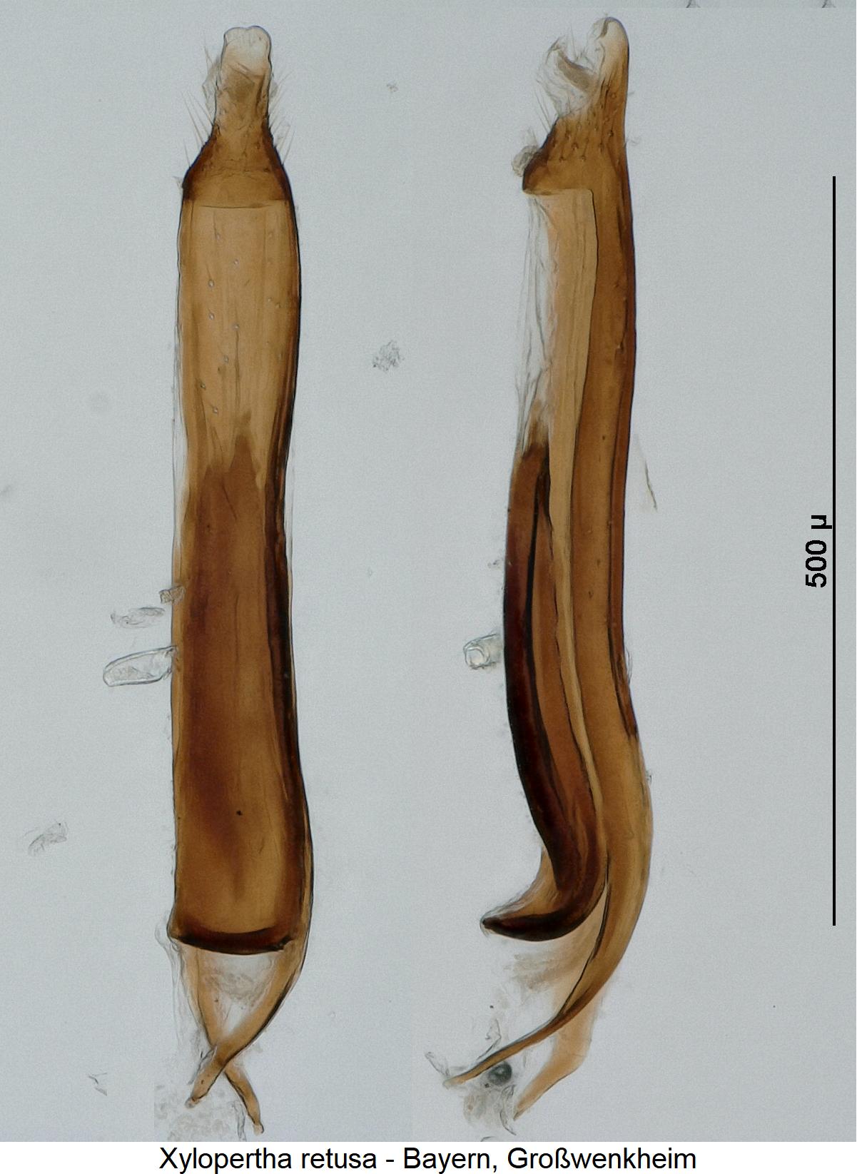 Xylopertha Bestimmungstabelle