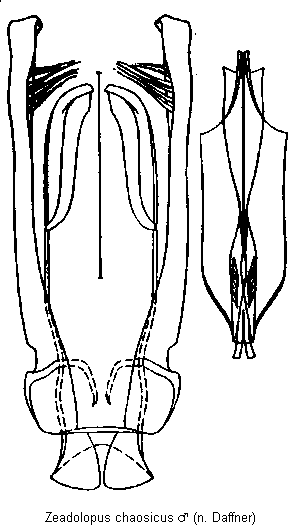 ZEADOLOPUS CHAOSICUS.GIF