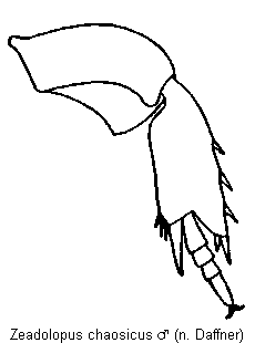 ZEADOLOPUS CHAOSICUS