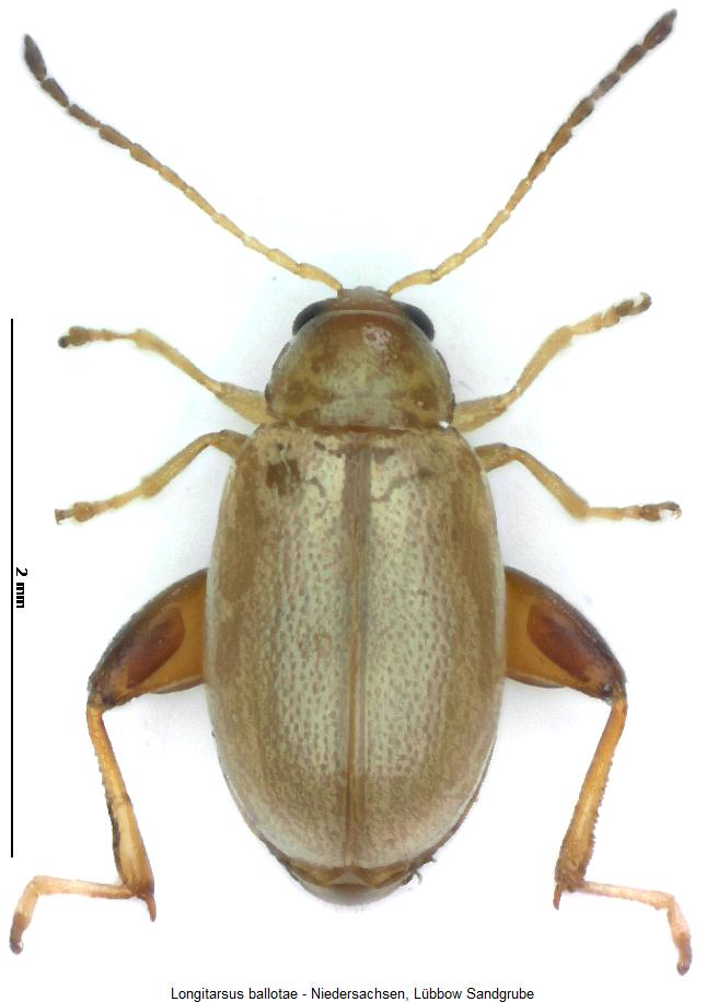 LONGITARSUS BALLOTAE