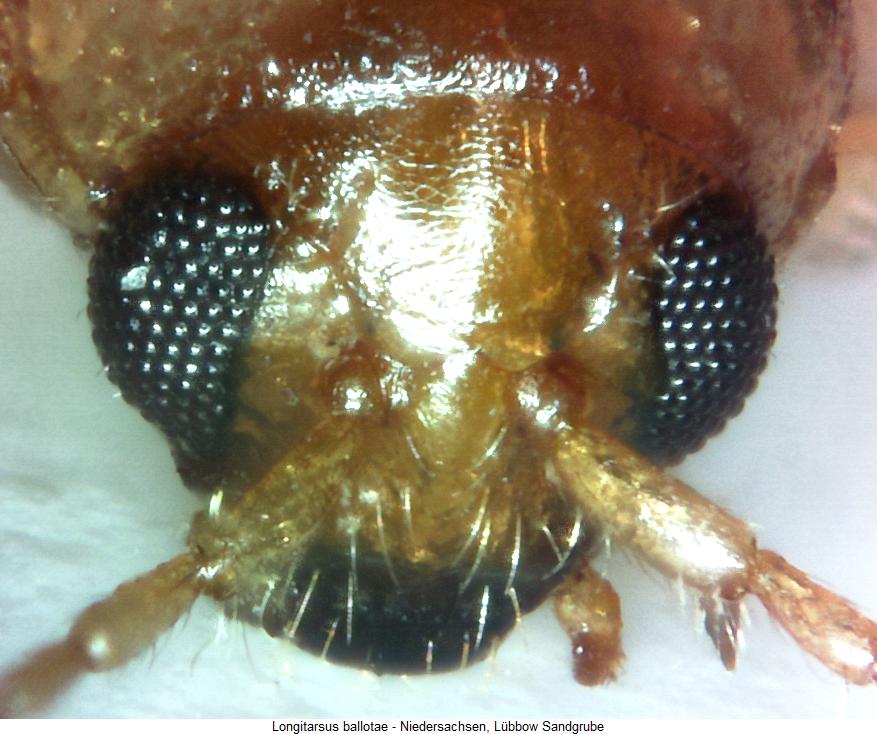 LONGITARSUS BALLOTAE