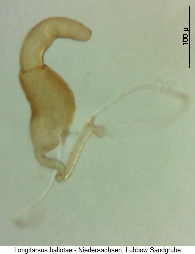 LONGITARSUS BALLOTAE