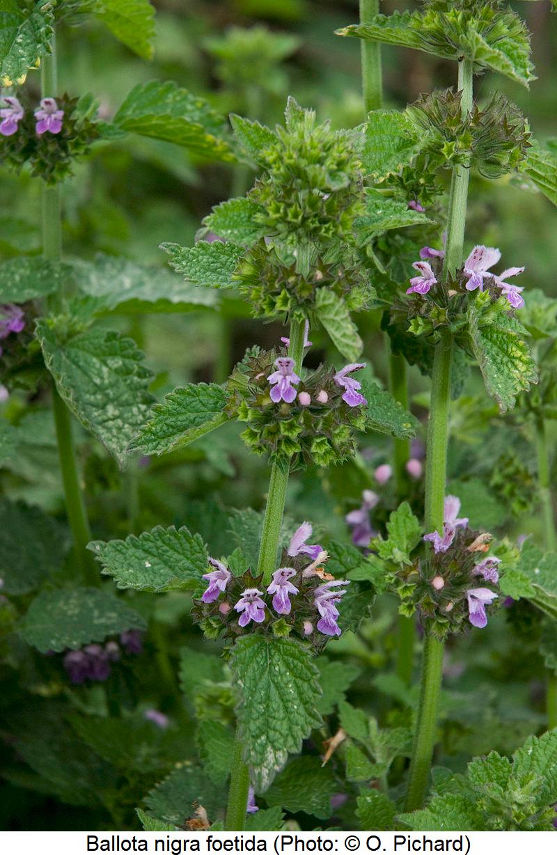 BALLOTA FOETIDA