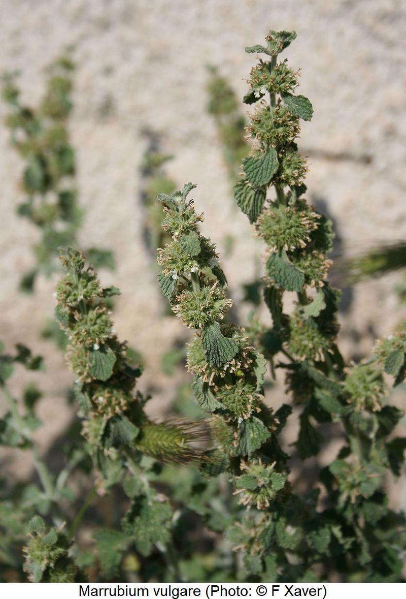 MARRUBIUM VULGARE