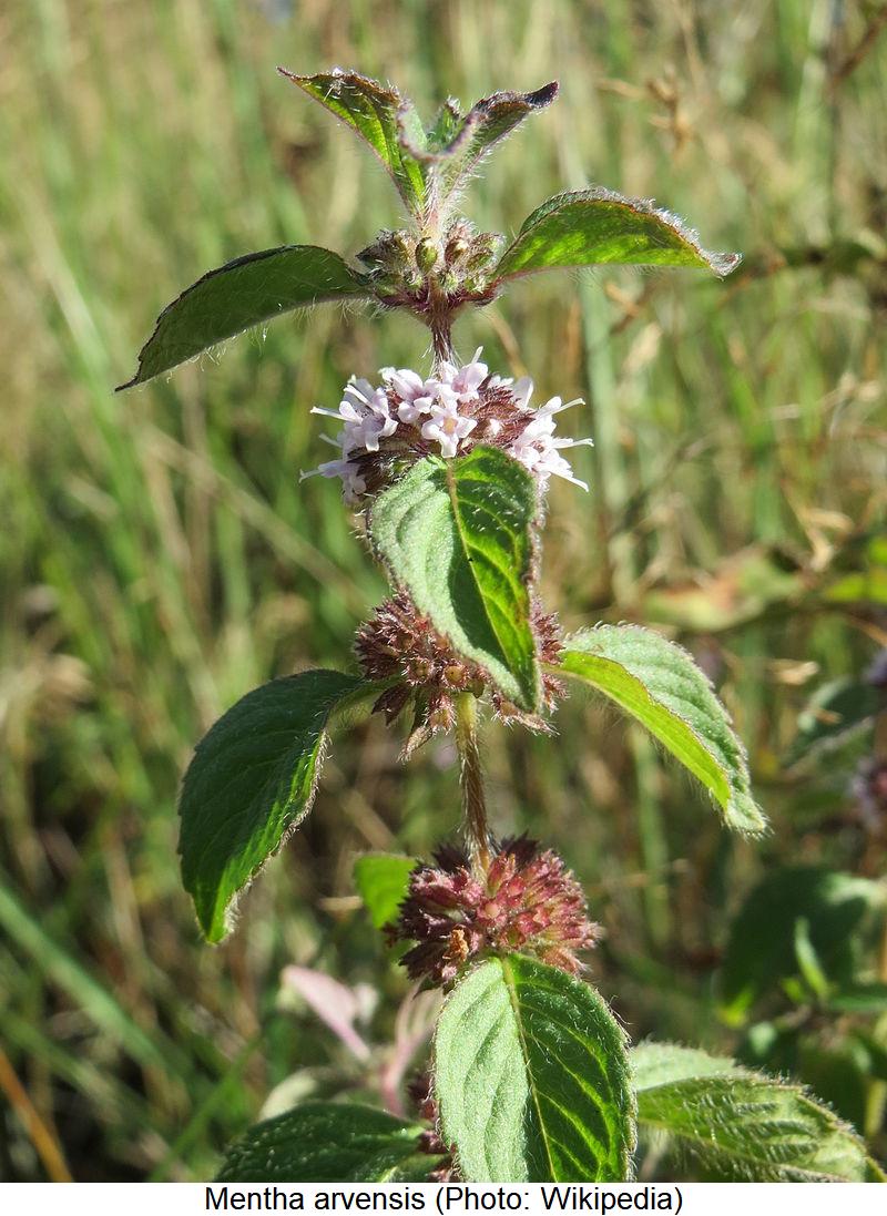 MENTHA ARVENSIS