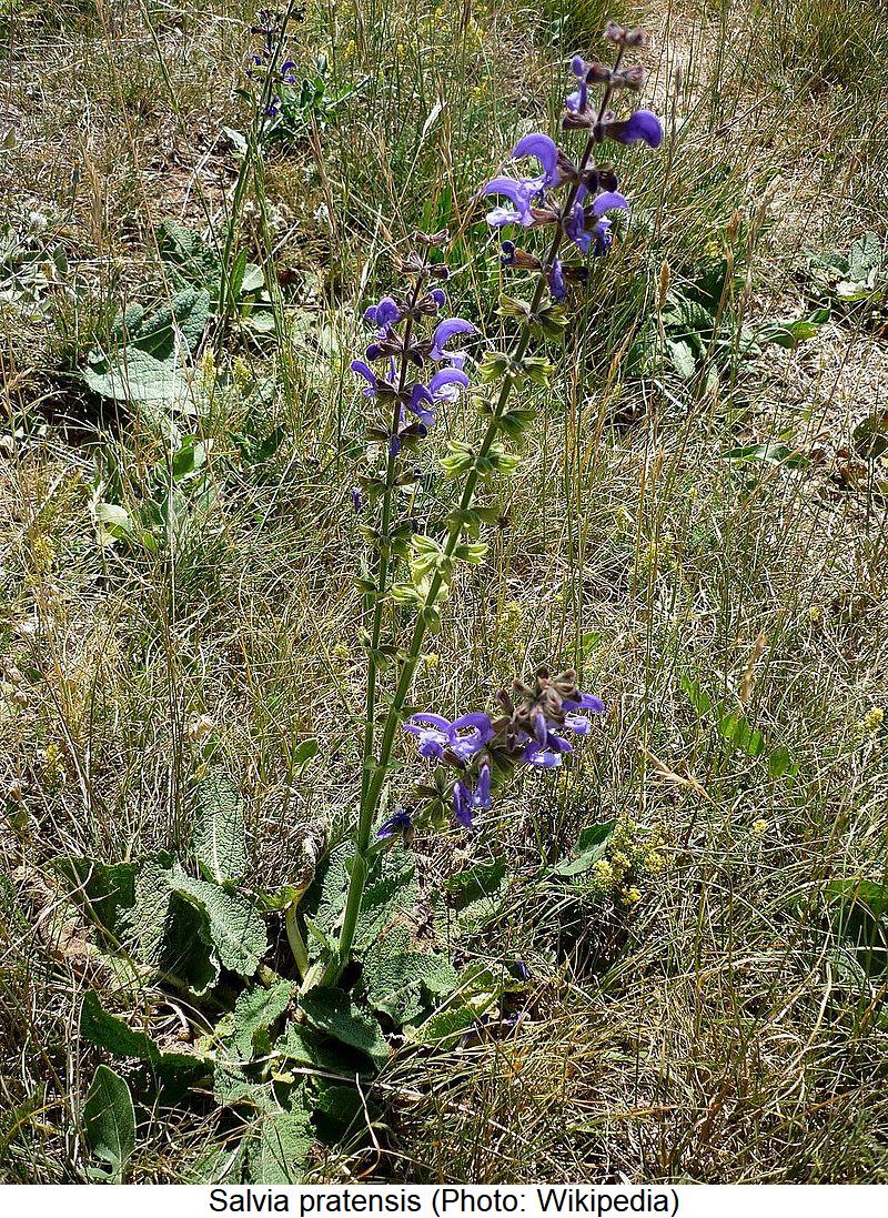 SALVIA PRATENSIS